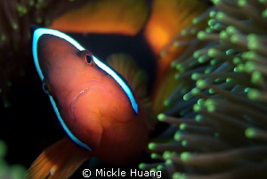 TOMATO
Tomato clownfish
Orchid Island Taiwan by Mickle Huang 